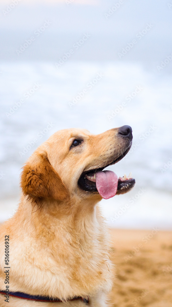 close-up headshot of a beautiful and happy golden retriever dog looking up with its tongue out on a day out at the beach