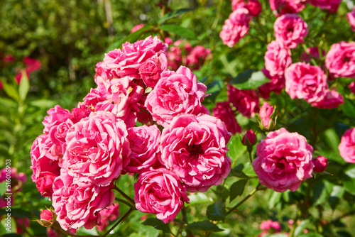 Fototapeta Naklejka Na Ścianę i Meble -  różowa róża 