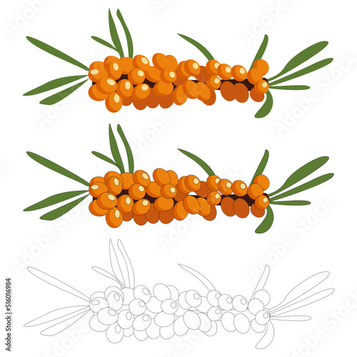 Vector sprig of sea buckthorn with berries and leaves on a white background with a flat stroke
