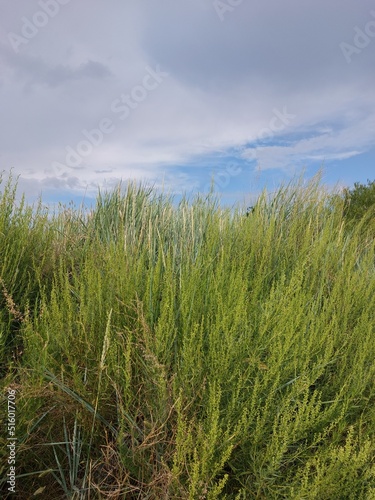 grass and sky