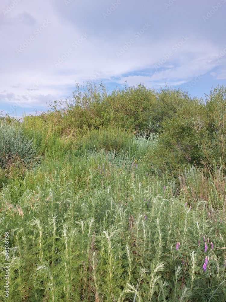 grass and sky grass and sky