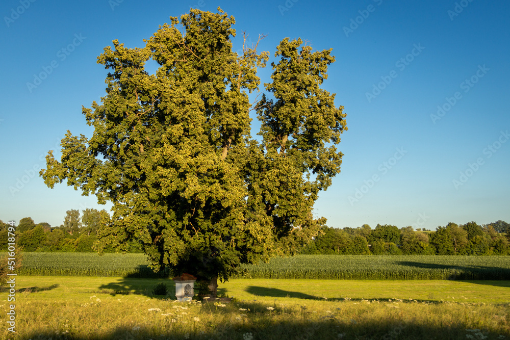Fototapeta premium Feldkreuz unter einem großen Baum