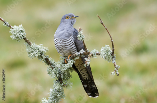 Cuckoo on Thursley Common, Surrey, UK photo