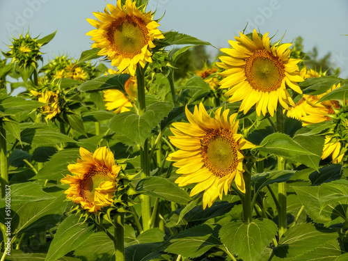bright yellow sunflower flowers and buds surrounded by green leaves on a sunny summer day