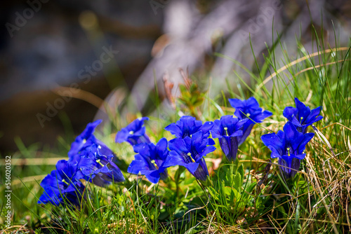 Gentiana acaulis | Stemless gentian - Trumpet gentian or Blauer Enzian. Beautiful solitary deep blue flowers with olive-green spotted throats photo