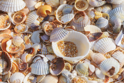 great background of many small shells on the seashore