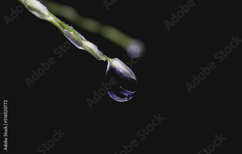 small drop of water at the end of the blade of grass and dark background