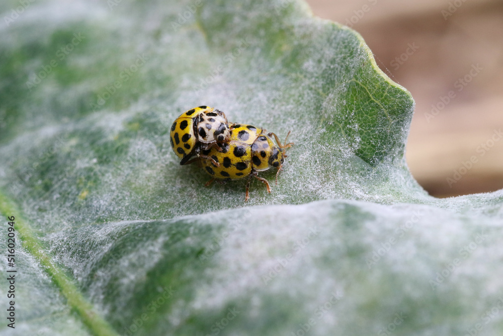 The 22-spot ladybird is a common, 3–5 mm long ladybird native to Europe The 22-spot ladybird is a common, 3–5 mm long ladybird native to Europe