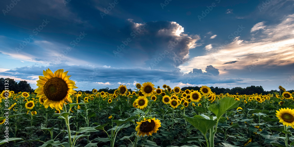 Fototapeta premium Sunflower field background with thunderheads