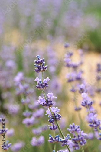 Close-up of a lavender flower in a lavender field with blur. vertically. Light frame.