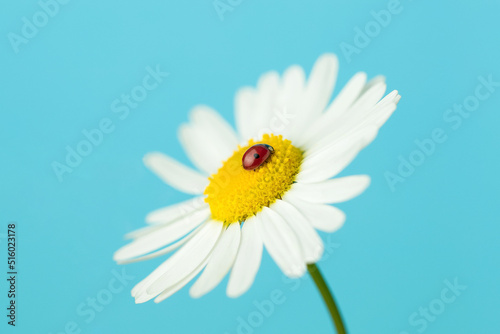 Ladybug on a chamomile flower.