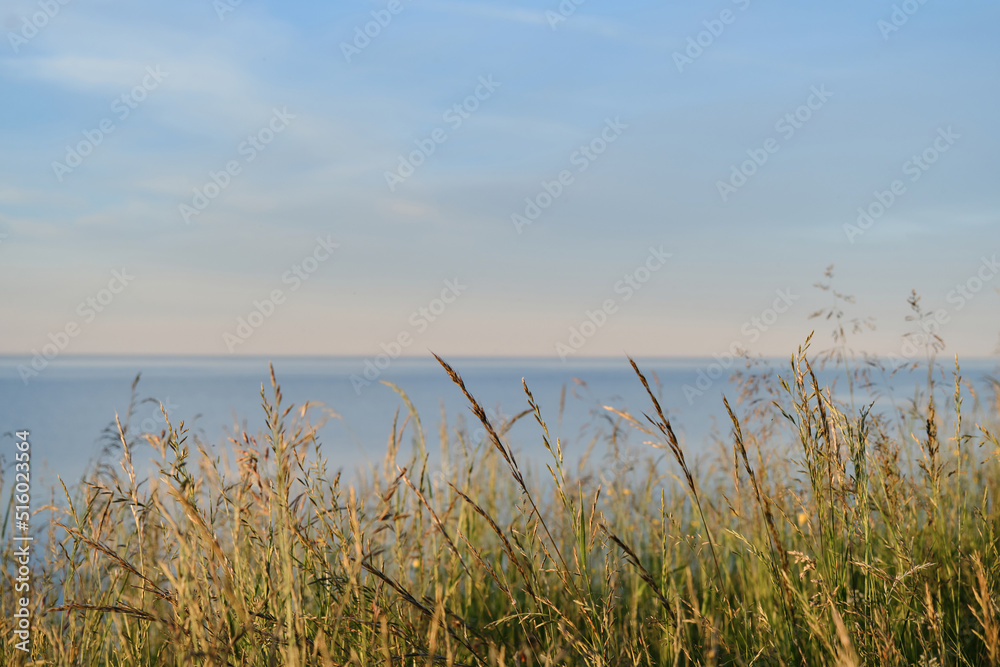 Blue pond and horizon line in distance. Clear summer sky. Beautiful seascape, green grass growing and swaying in wind in foreground. Lake Ilmen, Novgorod region, Russia.