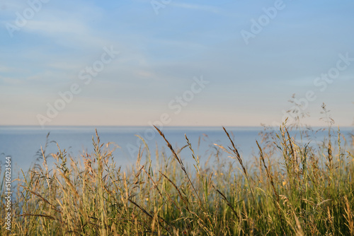 Blue pond and horizon line in distance. Clear summer sky. Beautiful seascape  green grass growing and swaying in wind in foreground. Lake Ilmen  Novgorod region  Russia.