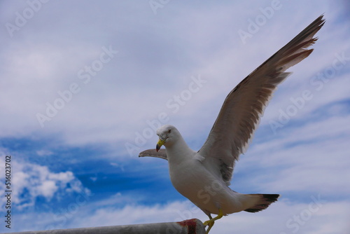 ポーズを決めたウミネコ