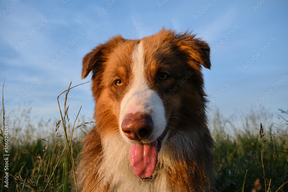 Portrait close-up on wide-angle lens. Walk with aussie brown dog in summer field. Young teenage Australian Shepherd puppy lies in green grass at sunset against blue sky with clouds.