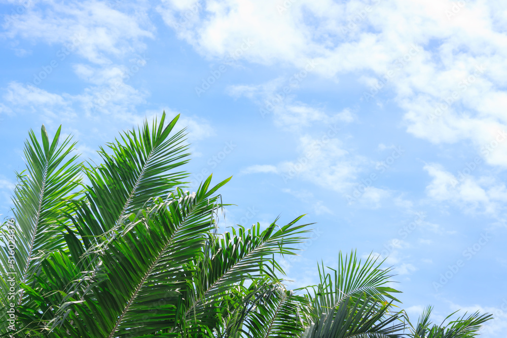 Palm leaves with Blue sky and cloudy