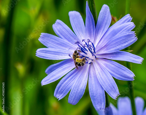 Close-up of a furrow bee collecting nectar from the blue flower on a wild chicory plant that is growing in a meadow on a warm summer day in july with a blurred background. photo