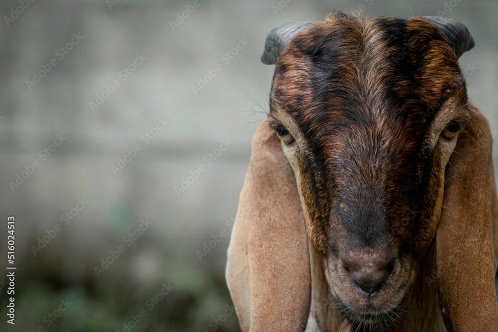 portrait of head long ear goat portrait of head long ear goat