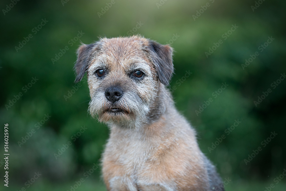 old border terrier dog detail of head - obrazy, fototapety, plakaty 