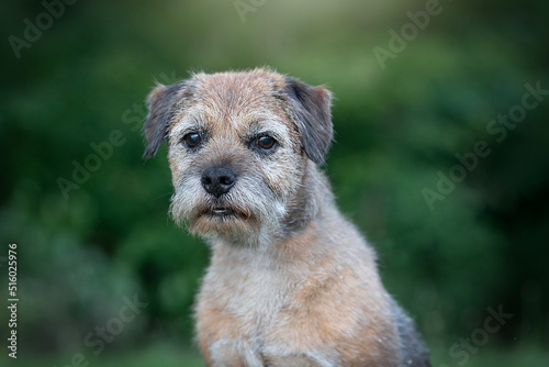 old border terrier dog detail of head