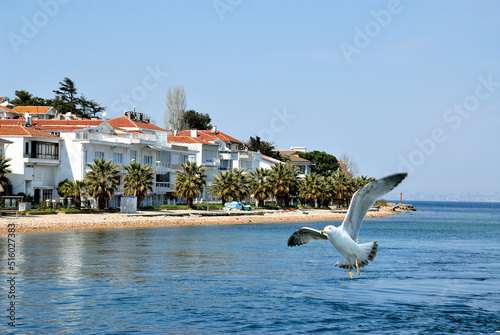 Flying sea gull upfloant coast line on Pricnces Island in Istanbul