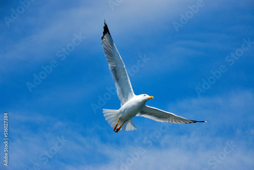 Flying sea gull upfront blue sky.