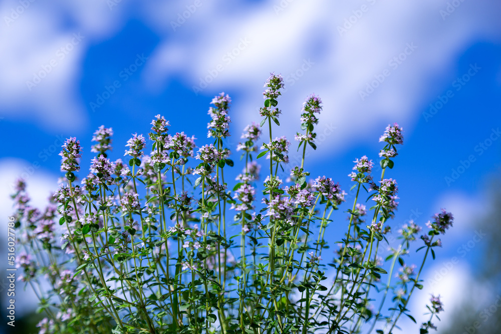Excellent herbs. The thyme is growing. Spicy herbs for cooking. Bright natural background for the kitchen, cafe Excellent herbs. The thyme is growing. Spicy herbs for cooking. Bright natural background for the kitchen, cafe