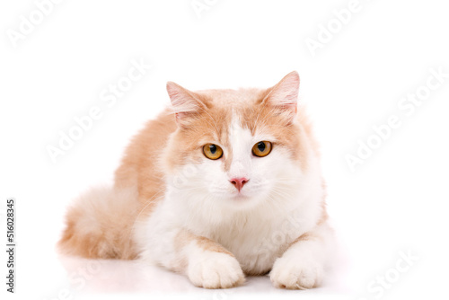 Portrait of a large domestic cat with yellow eyes lying on a white background.