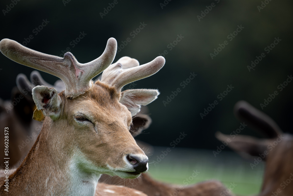 Cerfs dans le parc Phoenix à Dublin
