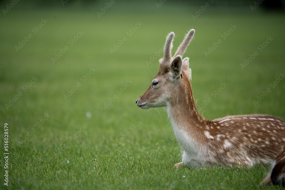 Cerfs dans le parc Phoenix à Dublin