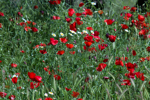 Amapolas y margaritas