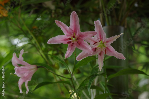ピンクの百合の花が鮮やかに咲く