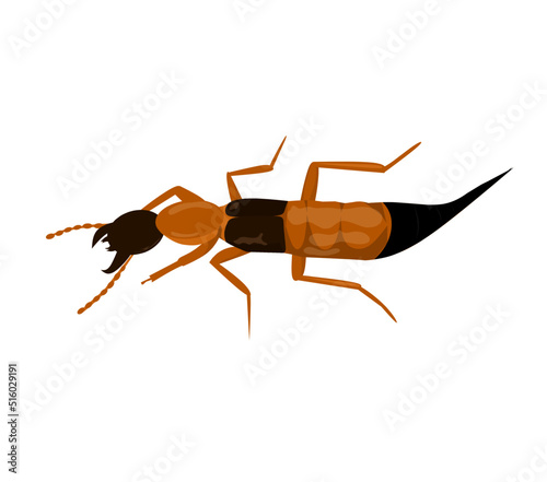 Paederus fuscipes curtis vector, ilustration