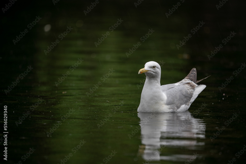 Mouette qui flotte sur l'eau