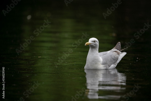 Mouette qui flotte sur l'eau