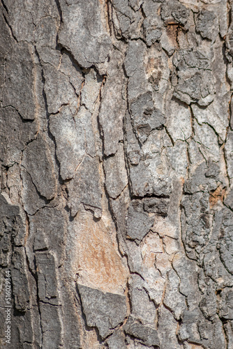 Tree bark macro with fine natural structures and rough tree bark as natural and ecological background shows a beautiful wooden structure with scars and protection as habitat for little insects