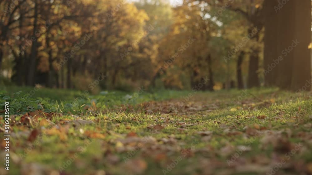 Slow motion handheld shot of park path with fallen leaves on a ground Slow motion handheld shot of park path with fallen leaves on a ground