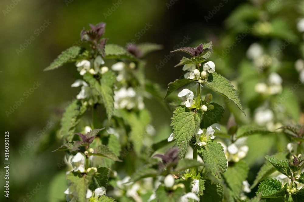 Lamium album - White nettle - Ortie blanche Lamium album - White nettle - Ortie blanche