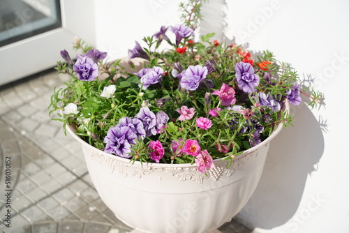 flower summer spring