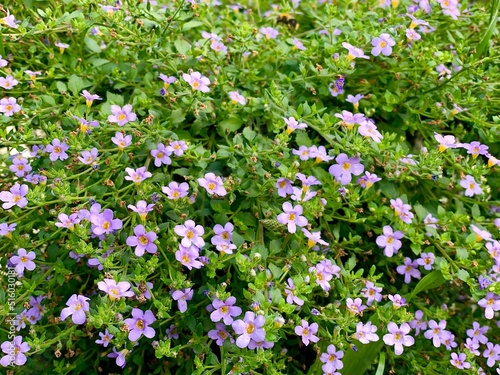 field of flowers