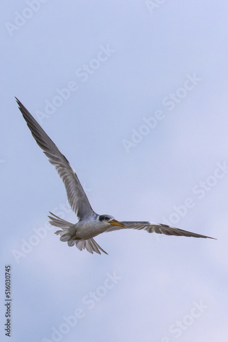 Large-billed Tern. Phaetusa simplex photo