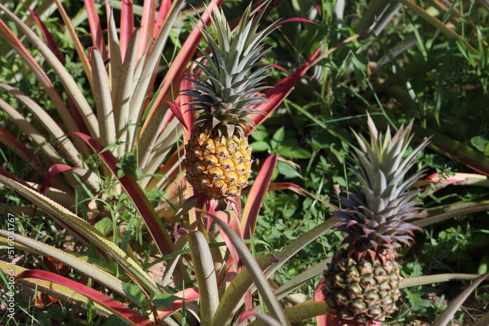 Cambodia. The pineapple (Ananas comosus) is a tropical plant with an edible fruit; it is the most economically significant plant in the family Bromeliaceae Cambodia. The pineapple (Ananas comosus) is a tropical plant with an edible fruit; it is the most economically significant plant in the family Bromeliaceae