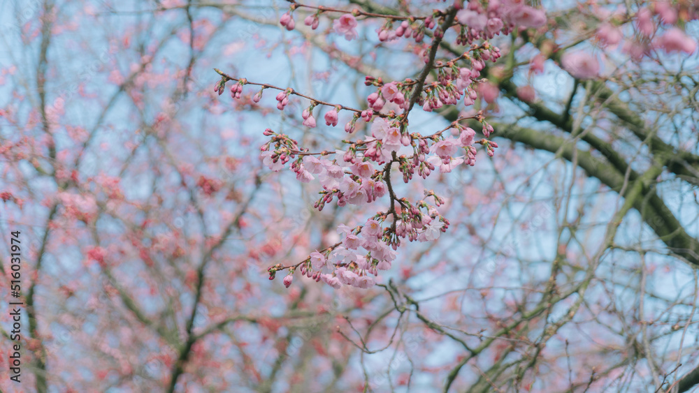 That life flower spring blossom That life flower spring blossom
