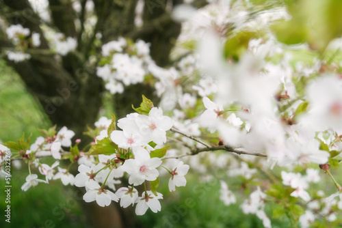 That life flower spring blossom