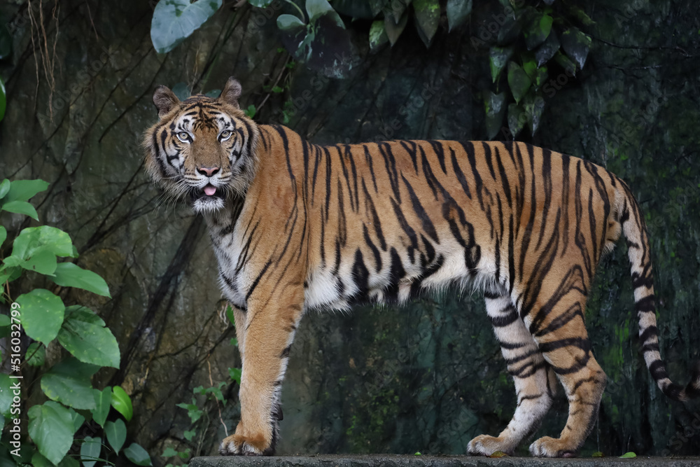 Obraz premium Close up Indochinese tiger is beautiful animal and dangerous in forest