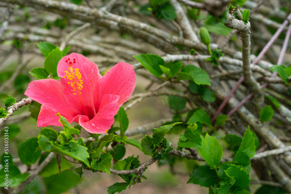 The hibiscus is blooming in the garden The hibiscus is blooming in the garden