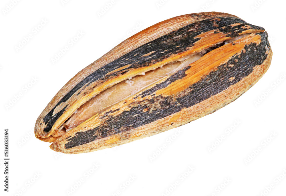 An open sunflower seed on a white background An open sunflower seed on a white background