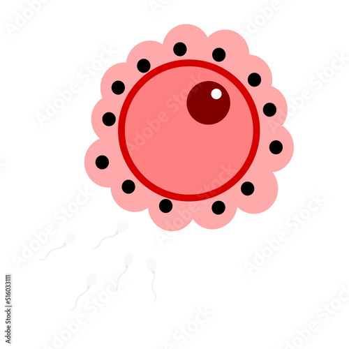 Sperm fertilizing the ovum