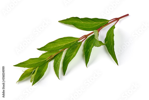 Peony leaves isolated on white background.