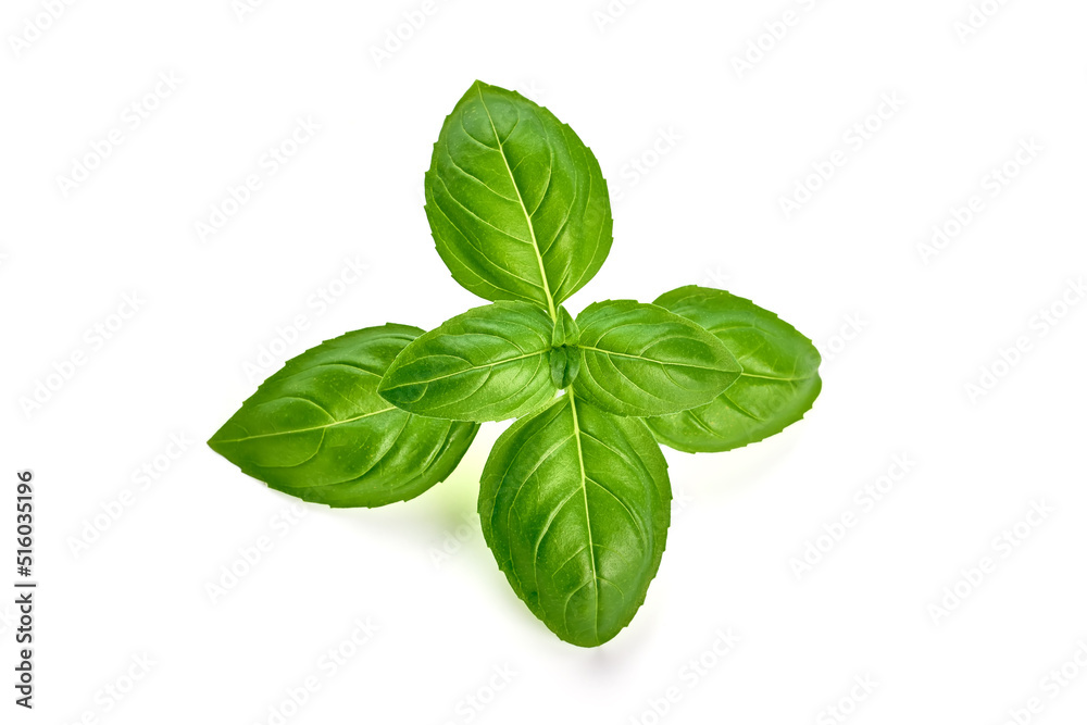 Sweet basil herb leaves, close-up, isolated on white background. Sweet Genovese basil. Sweet basil herb leaves, close-up, isolated on white background. Sweet Genovese basil.